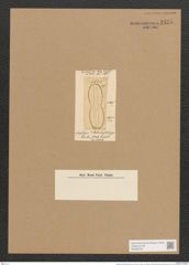 Amphiprora rabenhorstiana Grev. (de-Toni-Nr.: Genus 29, Species 1355) Zeichnungen Sammlung Grunow Nr. 2575 (NHMW-BOT-W0369760)